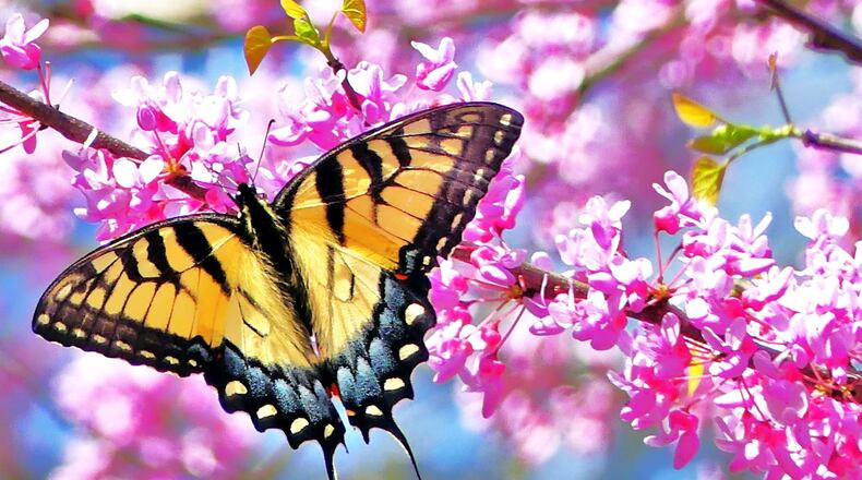 The Eastern tiger swallowtail butterfly (Georgia’s official state butterfly) is emerging from its chrysalis now and adding a dash of color to a spring day. CHARLES SEABROOK