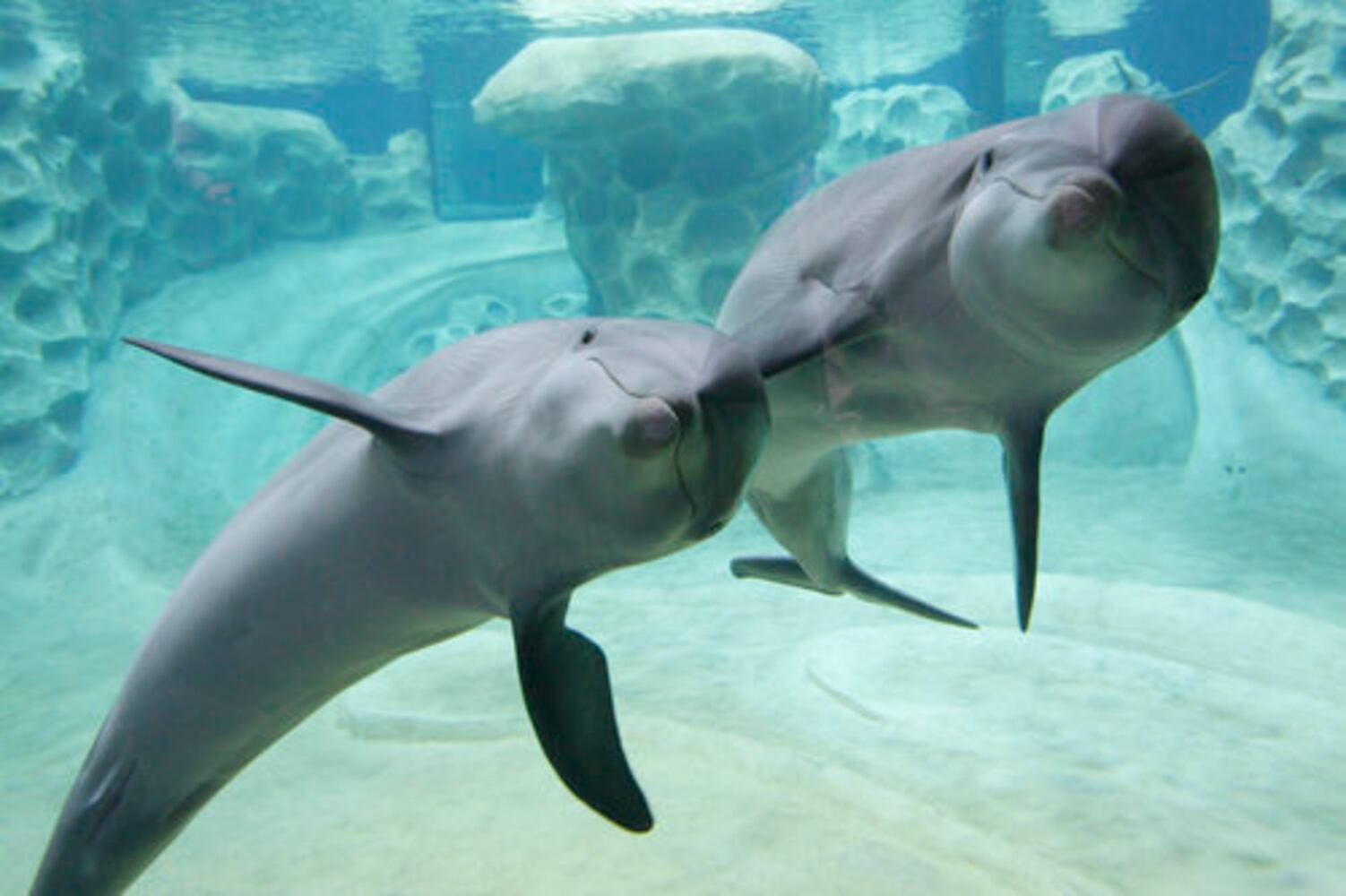 Dolphin exhibit at Georgia Aquarium opens in April