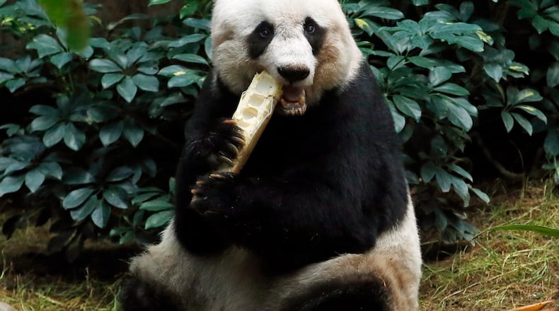 FILE - In this Tuesday, July 28, 2015 file photo, giant panda Jia Jia eats bamboo next to her birthday cake made with ice and vegetables at Ocean Park in Hong Kong, as she celebrates her 37th birthday. A Hong Kong theme park says the world’s oldest panda in captivity has been euthanized because her health was deteriorating. ocean Park says a veterinarian euthanized 38-year-old Jia Jia on Sunday, Oct. 16, 2016 evening to prevent further suffering and for ethical reasons. (AP Photo/Kin Cheung, File)