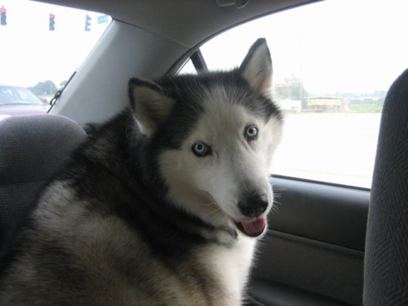 T.G.I.F.: Atlanta's Smiling Pets