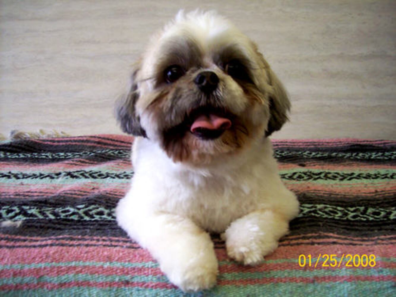 T.G.I.F.: Atlanta's Smiling Pets