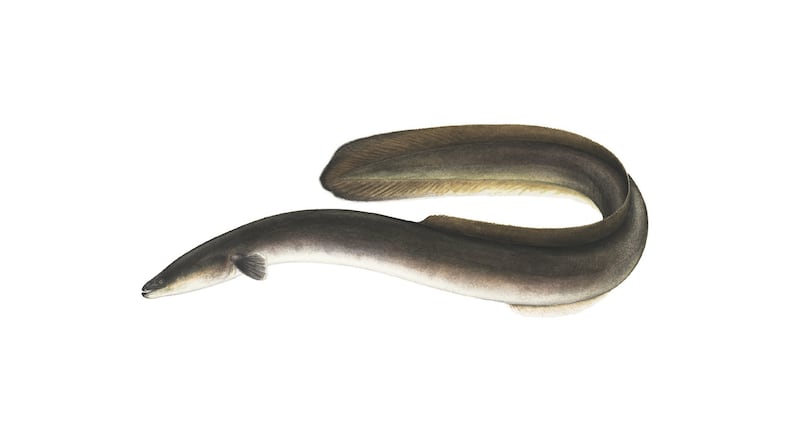 12345, Tue Jun 11, 2002, 10:58:11 AM, 8C, 2230x3302, (193+477), 50%, A. I. Basic, 1/100 s, R79, G67, B79