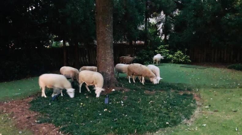 Brookhaven police helped hunt down more than a dozen escaped sheep Thursday morning.