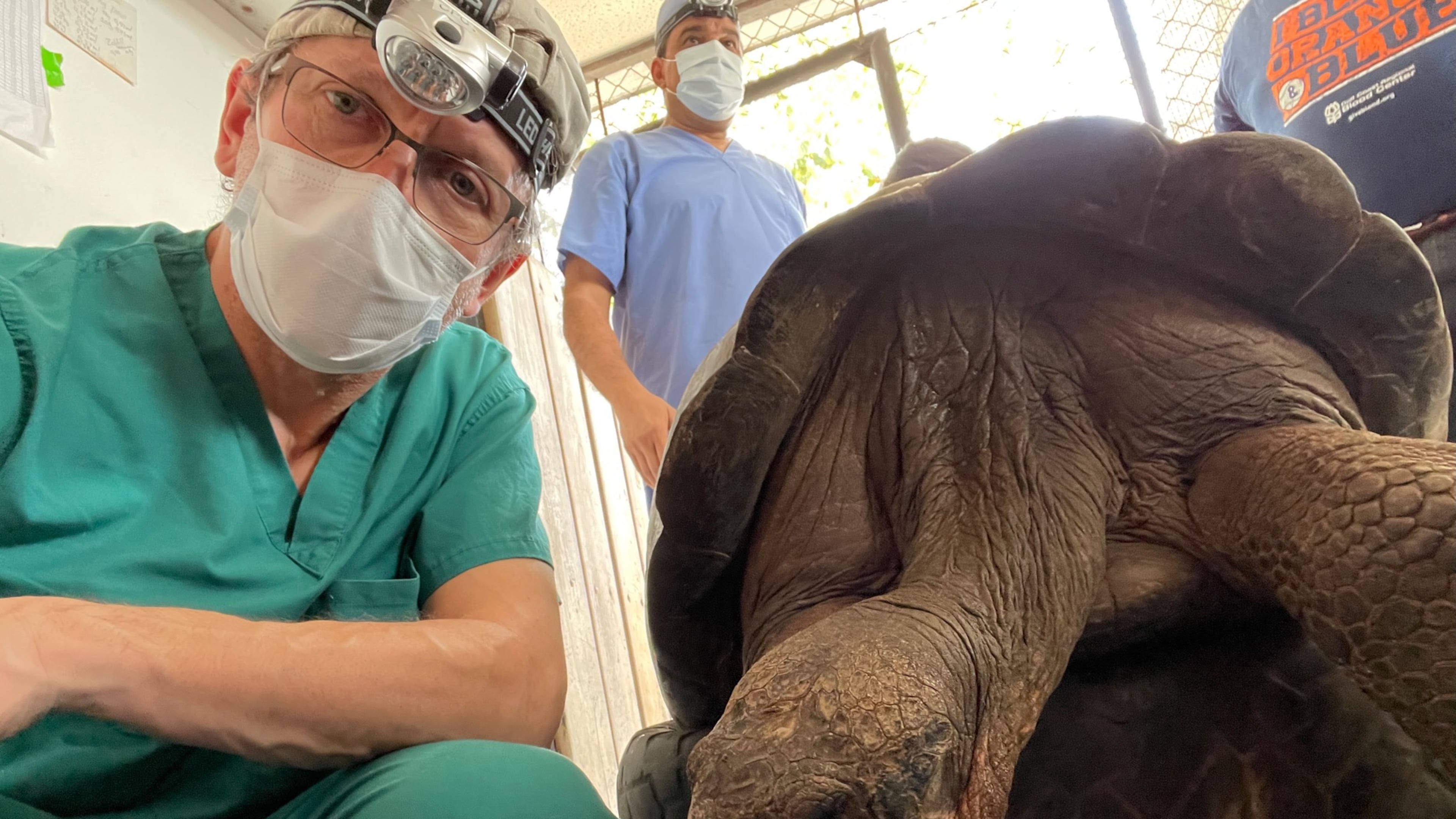 Dr. Steven Divers in the operating room with a Galapagos giant tortoise preparing to undergo sterilization surgery. (Courtesy/Dr. Steven Divers)