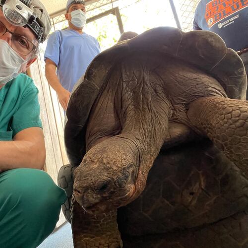 Dr. Steven Divers in the operating room with a Galapagos giant tortoise preparing to undergo sterilization surgery. (Courtesy/Dr. Steven Divers)