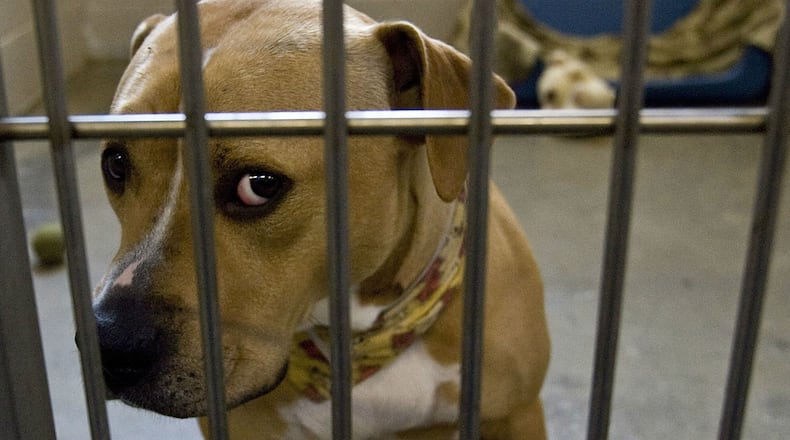 A pit bull is pictured. (David Paul Morris/Getty Images)