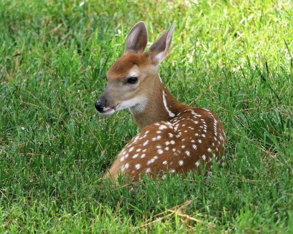 "Occasionally, we are paid a visit by some deer for a little rest and relaxation in our backyard," wrote Jerry Hershovitz. "This little guy wasn't intimidated by my presence, so I was able to take this photo. Usually it's not that easy to get such a picture since they tend to run away when they see me present."
