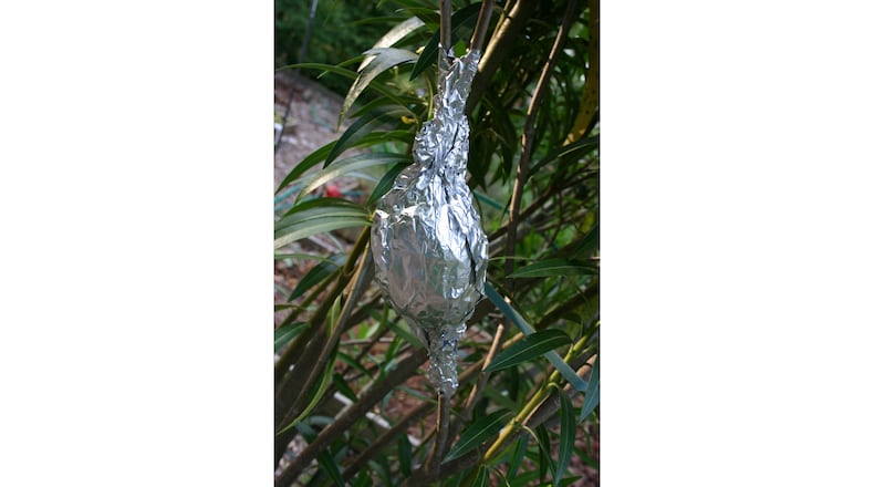 Aluminum foil wrapped around damp sphagnum moss that encloses a wound on a small branch keeps everything dark inside. In three months, the foil can be removed, revealing a mass of healthy white roots. (Walter Reeves for The Atlanta Journal-Constitution)