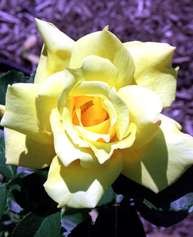 Confused by rose colors? Here's what they mean