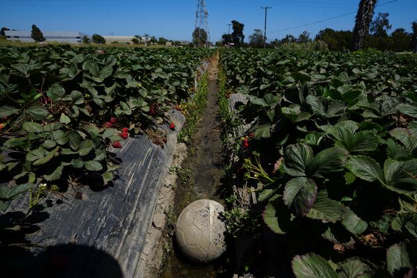 A soccer ball sits in a strawberry field in Oxnard, Calif., on Wednesday, June 18, 2025. (AP Photo/Damian Dovarganes)
