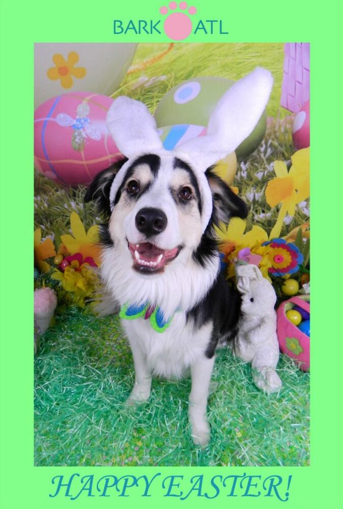 Easter pups on parade at Bark ATL 2013