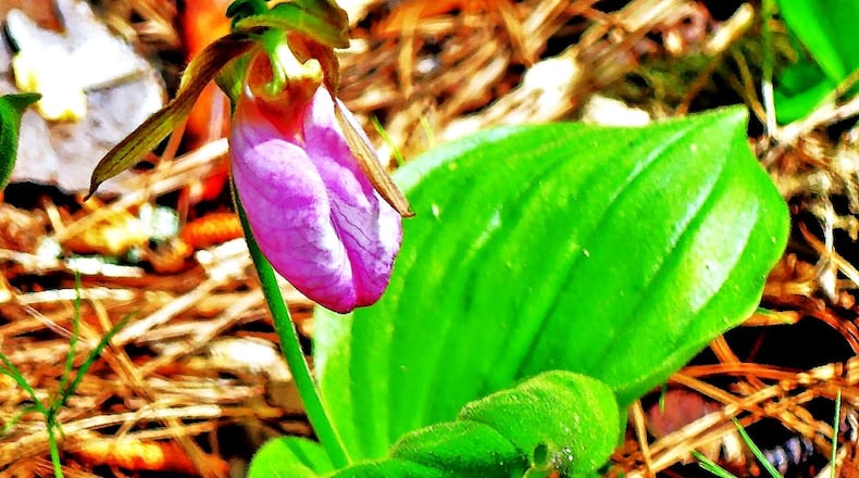The pink lady's slipper, one of Georgia's most beautiful wildflowers, is a state protected species. It blooms April-June but is dormant for much of the rest of the year. (Charles Seabrook for The Atlanta Journal-Constitution)