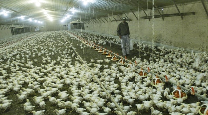 Reports of a deadly strain of avian flu in other states has put Georgia poultry growers on alert.  BOB ANDRES / BANDRES@AJC.COM