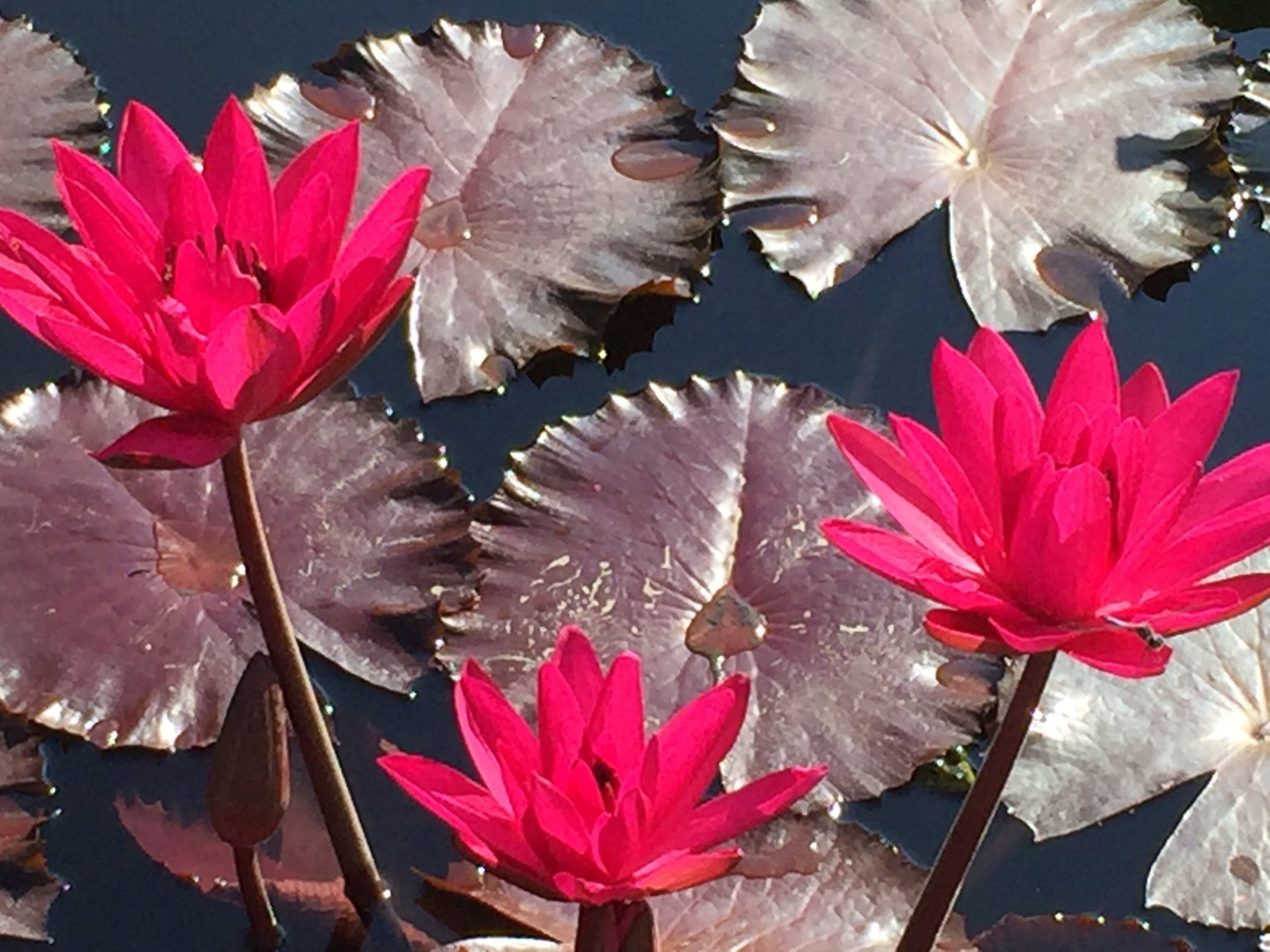 There's a saying that goes "No mud, no lotus," meant to remind us that times of adversity lead to growth. For many young adults around the world, there better be a whole lot of lotuses coming.