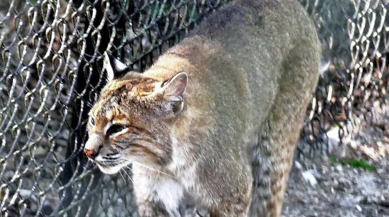 A captive bobcat walks along the fence inside a Florida zoo. Bobcats are widespread in Georgia but are rarely seen in the wild because of their highly elusive nature. (Courtesy of Charles Seabrook)