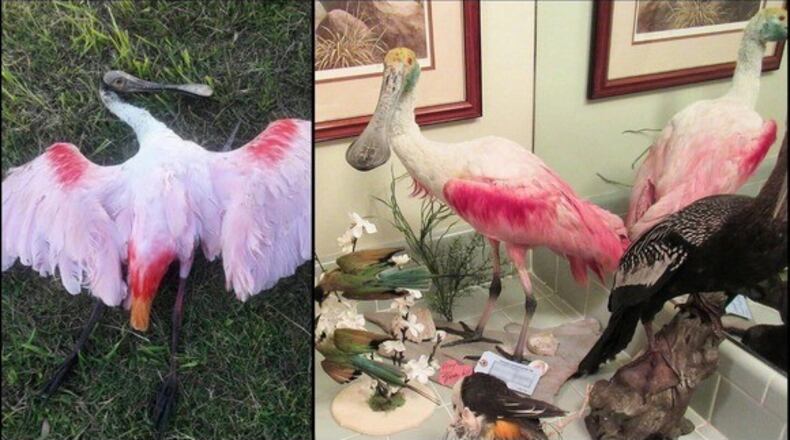 dead roseate spoonbill and bird mount