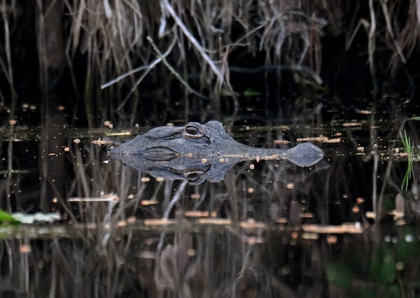 An alligator is seen in the Okefenokee Swamp, Monday, Mar. 18, 2024, in Folkston. The most iconic species that resides in the Okefenokee NWR, is the American Alligator. With an estimated population of approximately 15,000 alligators living in the Okefenokee Swamp. Last month, the Georgia Environmental Protection Division (EPD) released draft permits to Twin Pines Minerals for a 584-acre mine that would extract titanium and other minerals from atop the ancient sand dunes on the swamp’s eastern border, which holds water in the refuge. (Hyosub Shin / Hyosub.Shin@ajc.com)