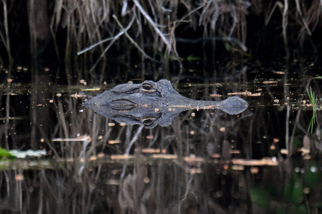 An alligator is seen in the Okefenokee Swamp, Monday, Mar. 18, 2024, in Folkston. The most iconic species that resides in the Okefenokee NWR, is the American Alligator. With an estimated population of approximately 15,000 alligators living in the Okefenokee Swamp. (Hyosub Shin/AJC)