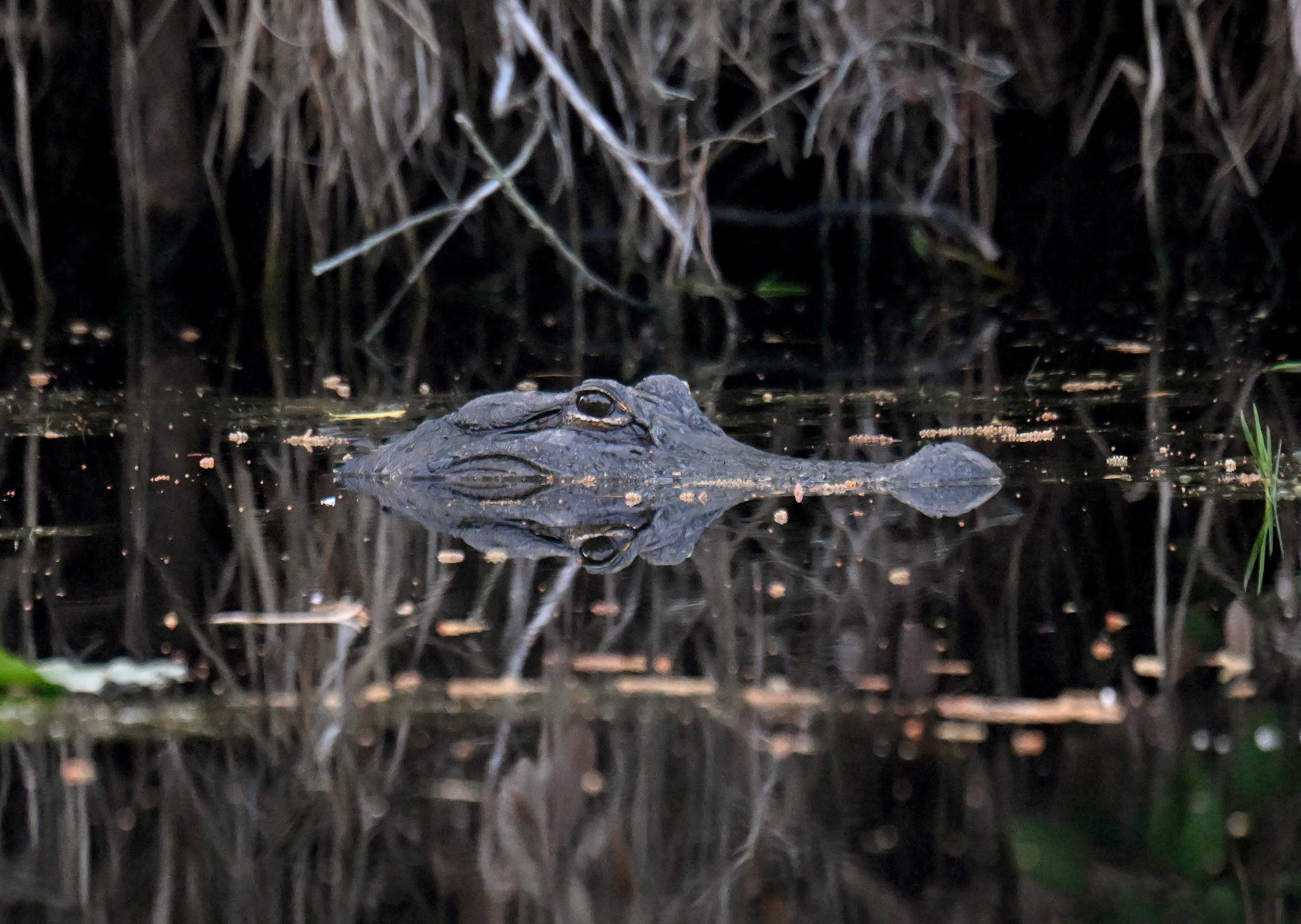 An alligator is seen in the Okefenokee Swamp in 2024. The Okefenokee is home to an estimated 15,000 American alligators, along with hundreds of other plant and animal species. (Hyosub Shin/AJC)