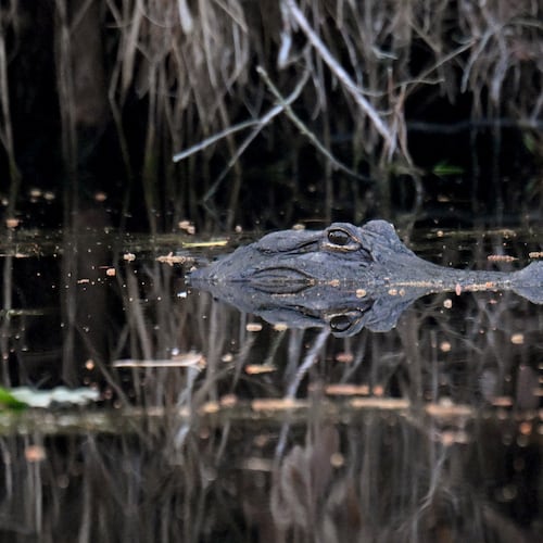 An alligator is seen in the Okefenokee Swamp, Monday, Mar. 18, 2024, in Folkston. The most iconic species that resides in the Okefenokee NWR, is the American Alligator. With an estimated population of approximately 15,000 alligators living in the Okefenokee Swamp. (Hyosub Shin/AJC)