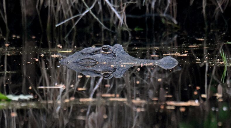 An American alligator is seen in the Okefenokee Swamp on Monday, Mar. 18, 2024, in Folkston. (Hyosub Shin/AJC)