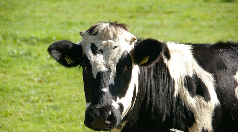 A new app matches livestock in the United Kingdom with breeding partners.