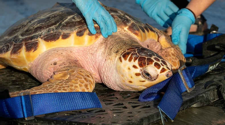 Ike has educated more than 300,000 students and visitors over the last three years at the Tybee Island Marine Science Center. (Casey Jones for the Savannah Morning News)