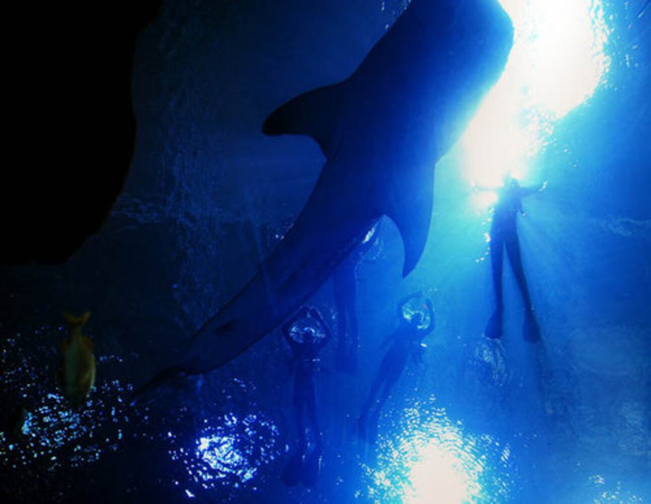 Swimming with the whale sharks