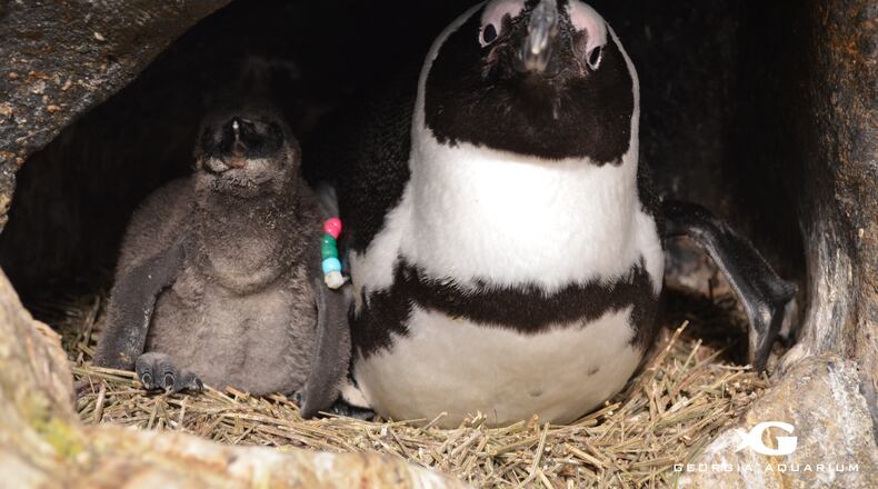 African penguin chicks hatched in 2015 for the fourth year in a row at the Georgia Aquarium.
