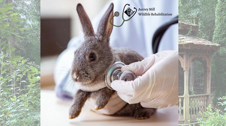 The Autrey Mill Nature Preserve Association wildlife rehabilitation program will take in orphaned, injured or sick wildlife and provide care for successful release back into the wild based on guidelines from the National Wildlife Rehabilitators Association. Courtesy Autrey Mill Nature Preserve