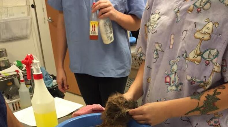A puppy with severe chemical burns was treated and given a bath Monday after being found in a south Atlanta yard. (LifeLine Animal Project)