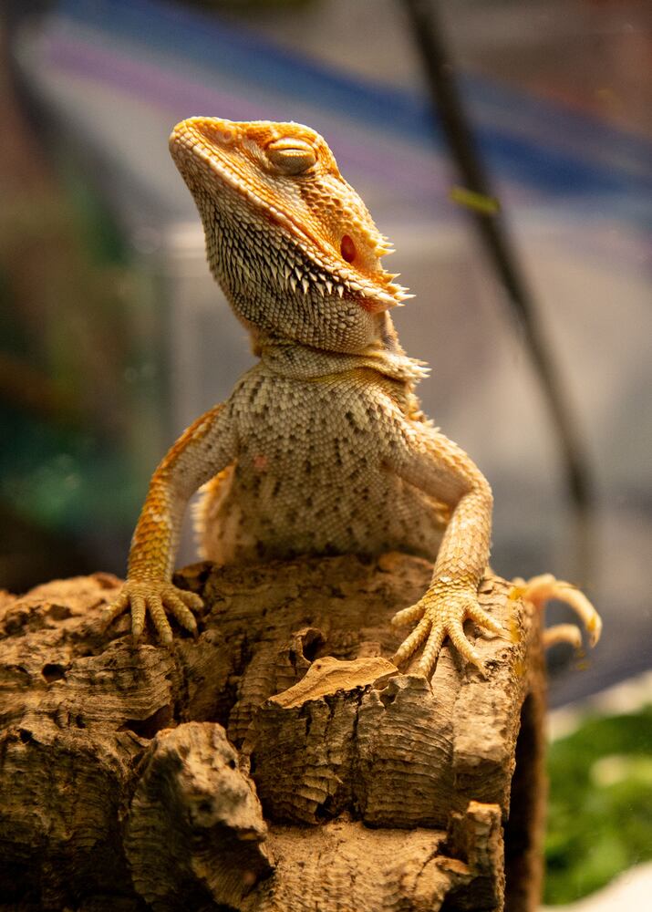 PHOTOS: Repticon 2020