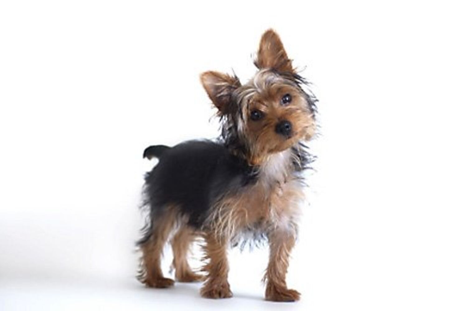 Popular hypoallergenic dogs