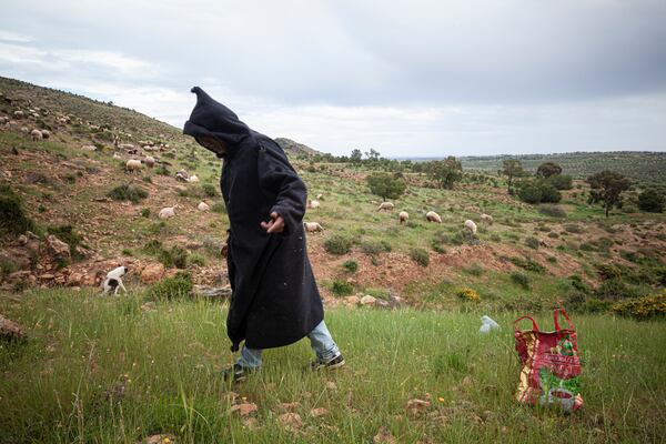 A farmer collects snails to be sold for customers in a mountainous area near Sousse, Tunisia, March 27, 2025. (AP Photo/Ons Abid)