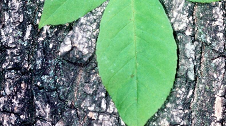 The green ash tree, whose leaf and bark are shown here, is one of five ash tree species in Georgia threatened by the emerald ash borer, a non-native beetle from Asia. Tens of millions of ash trees in the U.S. and Canada already have been killed by the beetle, which could cause extinction of the trees. (Photo: U.S. Department of Agriculture)