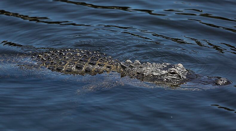 File photo of an alligator