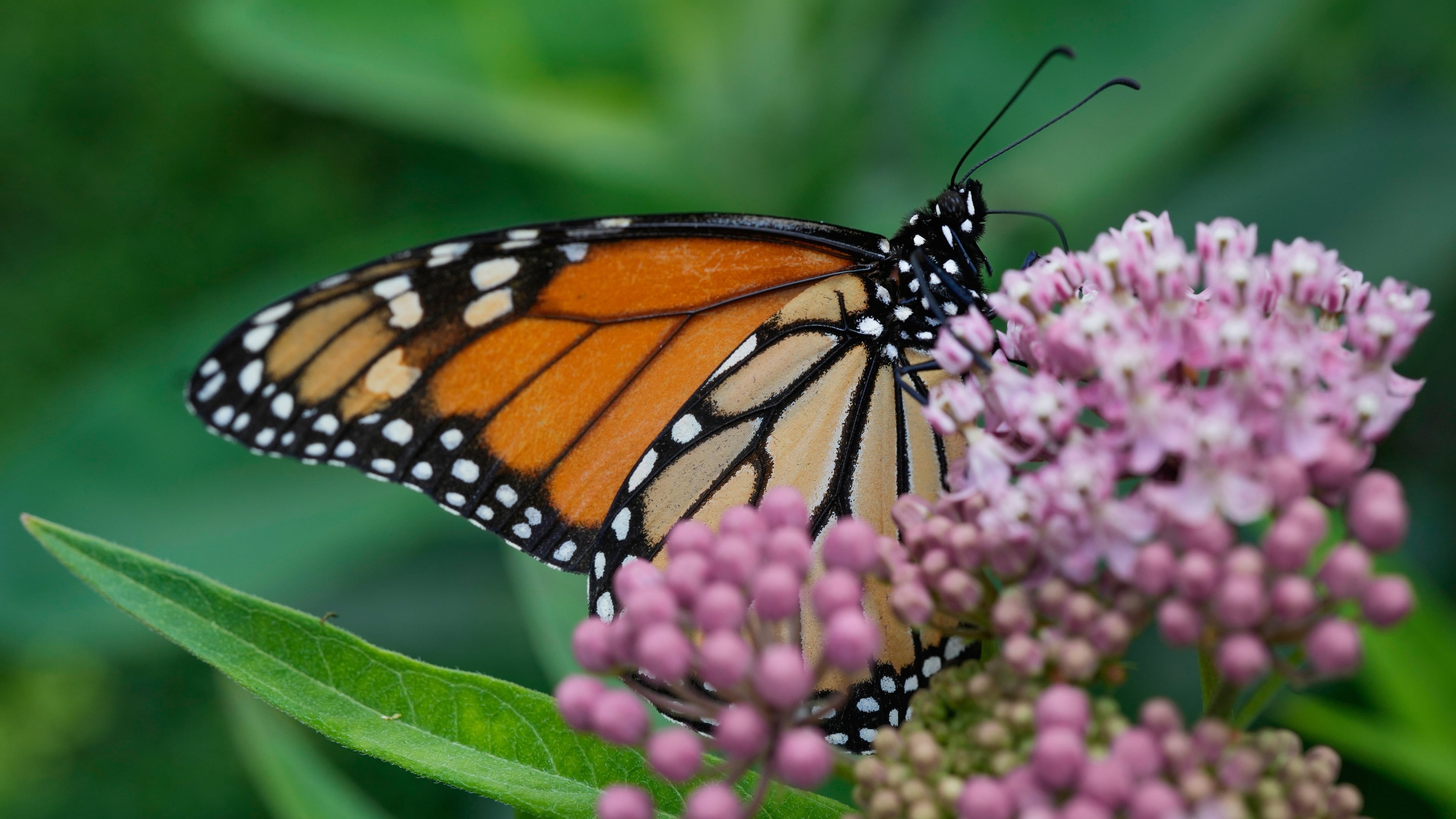 FILE - A monarch butterfly feeds on milkweed Tuesday, July 15, 2025, in Chicago. (AP Photo/Erin Hooley, File)