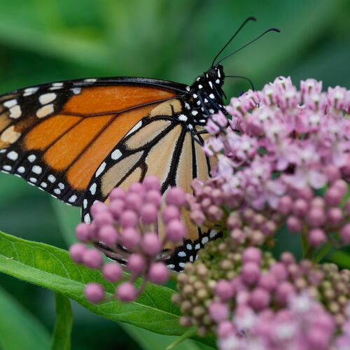 FILE - A monarch butterfly feeds on milkweed Tuesday, July 15, 2025, in Chicago. (AP Photo/Erin Hooley, File)