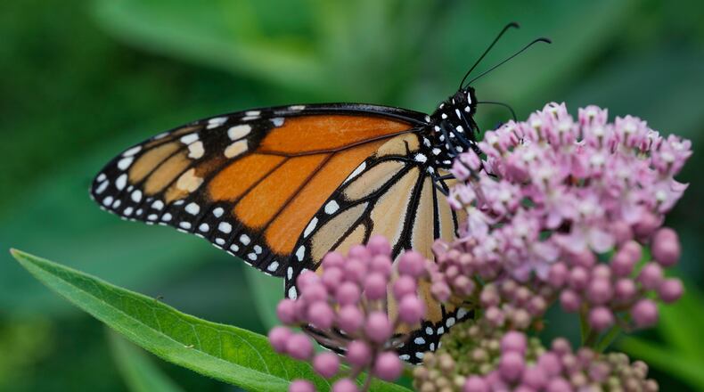 FILE - A monarch butterfly feeds on milkweed Tuesday, July 15, 2025, in Chicago. (AP Photo/Erin Hooley, File)