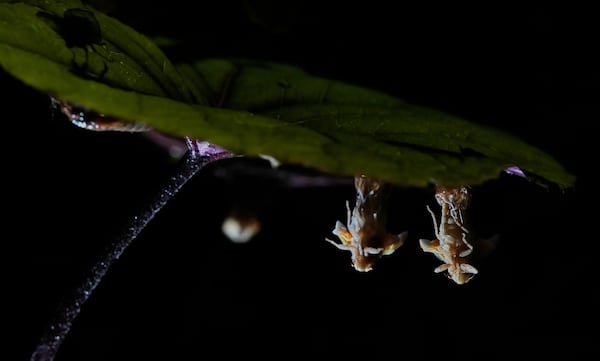Periodical cicada nymphs and adults are seen on the underside of a begonia plant after a heavy rain, Friday, May 16, 2025, in Cincinnati. (AP Photo/Carolyn Kaster)https://epix.ap.org/#