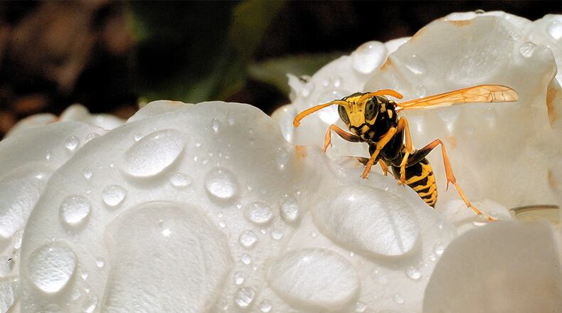 A yellow jacket wasp crawls on a rose after a rain shower. AP file photo.