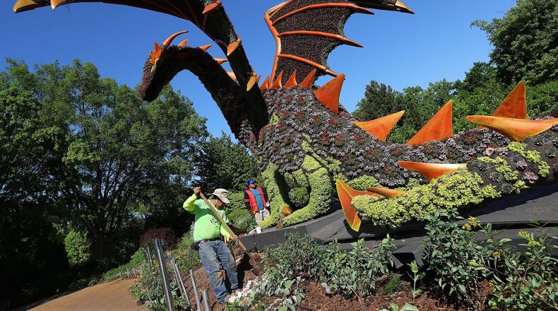 Workers put the finishing touch on the Sleeping Princess and Dragon sculpture, one of the delicate works of art in Imaginary Worlds at Atlanta Botanical Gardens. Curtis Compton/ccompton@ajc.com