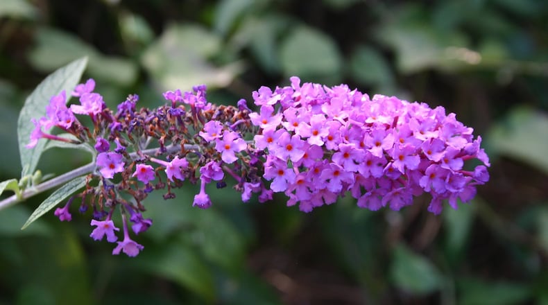 Severe pruning promotes new growth, which provides the best butterfly bush flowers. CONTRIBUTED BY WALTER REEVES