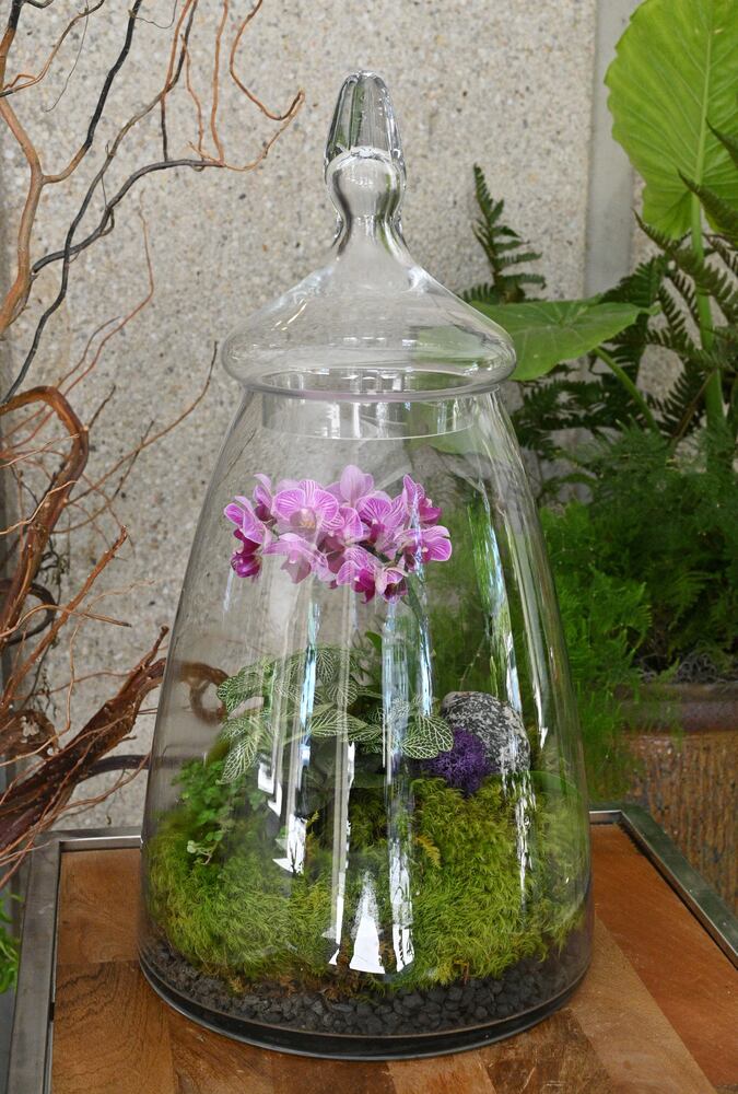 21 indoor, easy-to-care-for plants