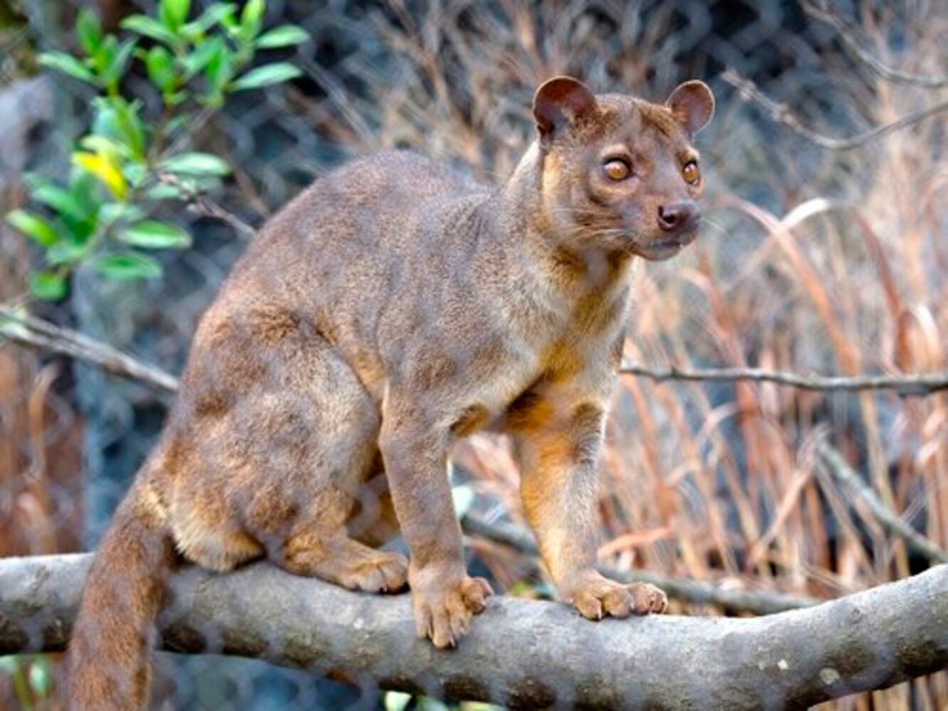 Complex Carnivores at Zoo Atlanta