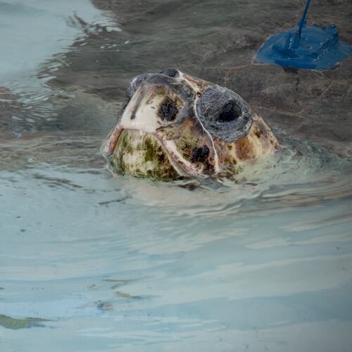 A loggerhead sea turtle named Pyari is seen swimming in a tank shortly before its release in Juno Beach, Fla., on Wednesday, Jan. 28, 2026. (AP Photo/Cody Jackson)