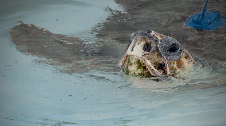 A loggerhead sea turtle named Pyari is seen swimming in a tank shortly before its release in Juno Beach, Fla., on Wednesday, Jan. 28, 2026. (AP Photo/Cody Jackson)