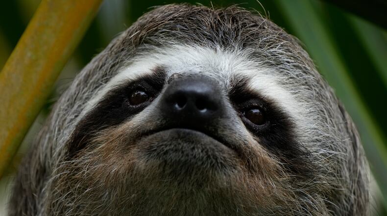 FILE - A sloth is photographed on the outskirt of Caracas, Venezuela, Saturday, March 12, 2022. (AP Photo/Ariana Cubillos, File)