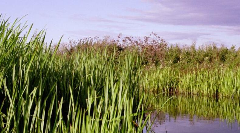 File photo of a slough.