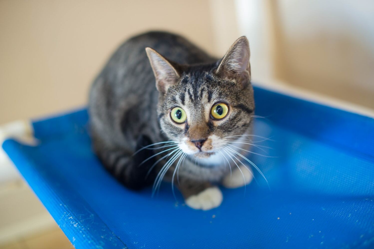 Adoptable Friends from PAWS Atlanta